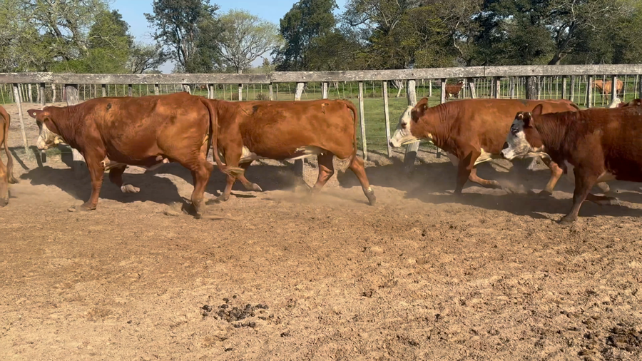 Lote 50 Vacas de invernar