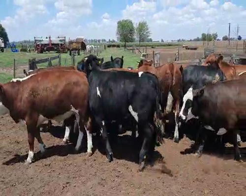 Lote (Vendido)20 Novillitos a remate en Primer Remate Virtual, Córdoba