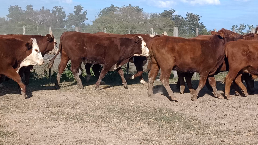 Lote 50 Novillos