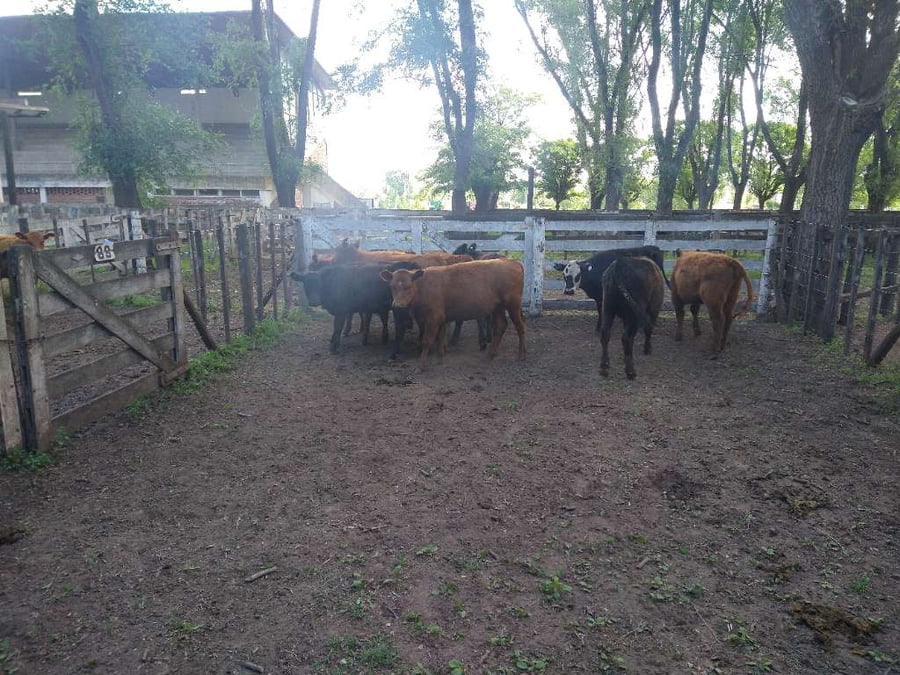 Lote 9 Terneras en Gral. Lamadrid, Buenos Aires