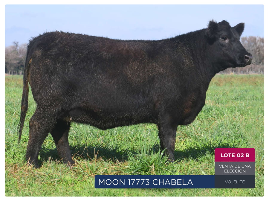 Lote RP 17771 Y 17773 - VAQUILLONAS PP ELITE VENTA DE UNA ELECCION