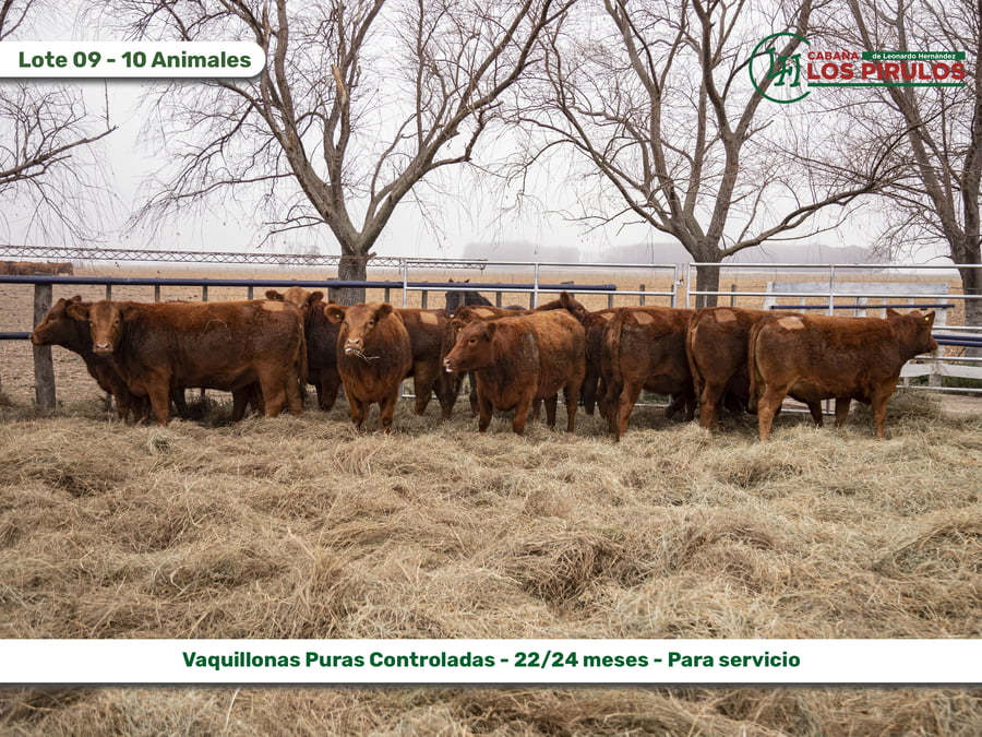 Lote VAQUILLONAS PURAS CONTROLADAS