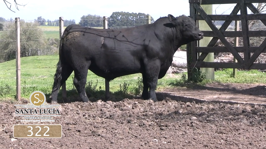 Lote Angus