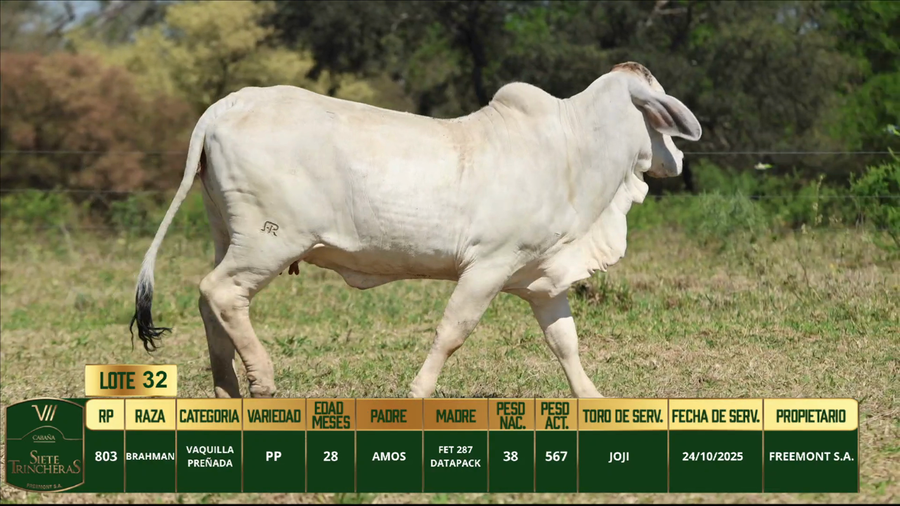Lote LOTE 32