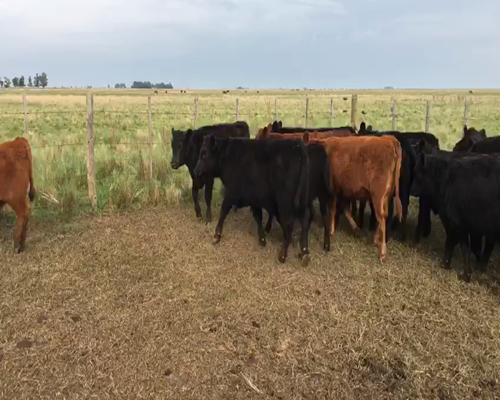 Lote 62 Terneros/as de 210/220 Kgs en Iturregui, Buenos Aires