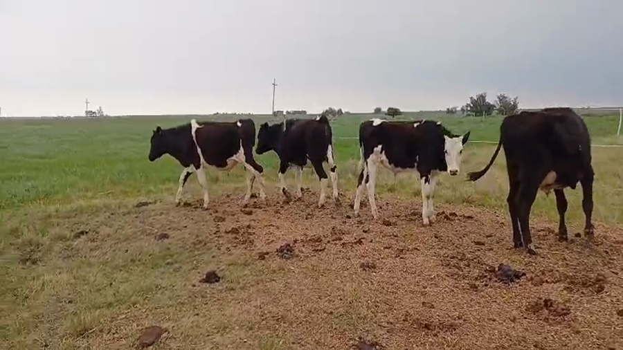 Lote (Vendido)4 Terneros a remate en #49 Pantalla Carmelo 190kg -  en RUTA 23