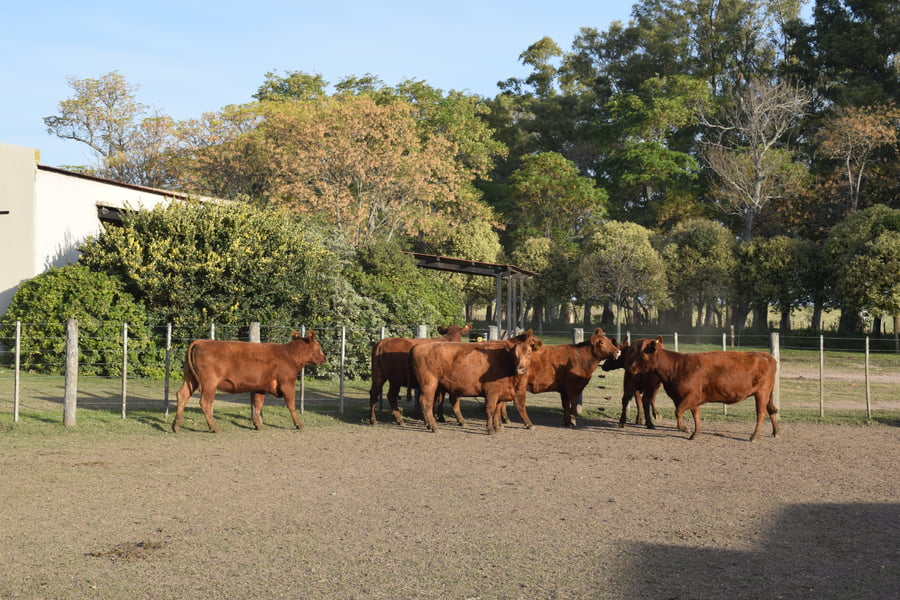 Lote CABAÑA “COEMBOTÁ” de Calderón Vientres Generales Coloradas Preñadas