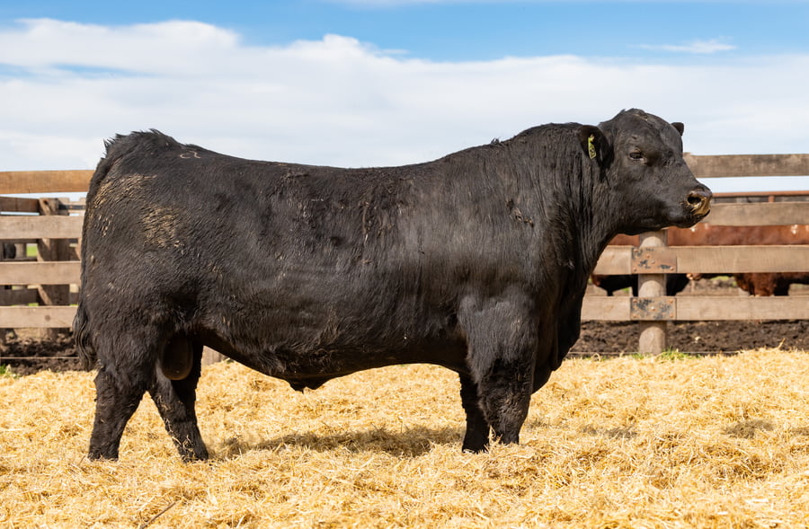 Lote Toro PC