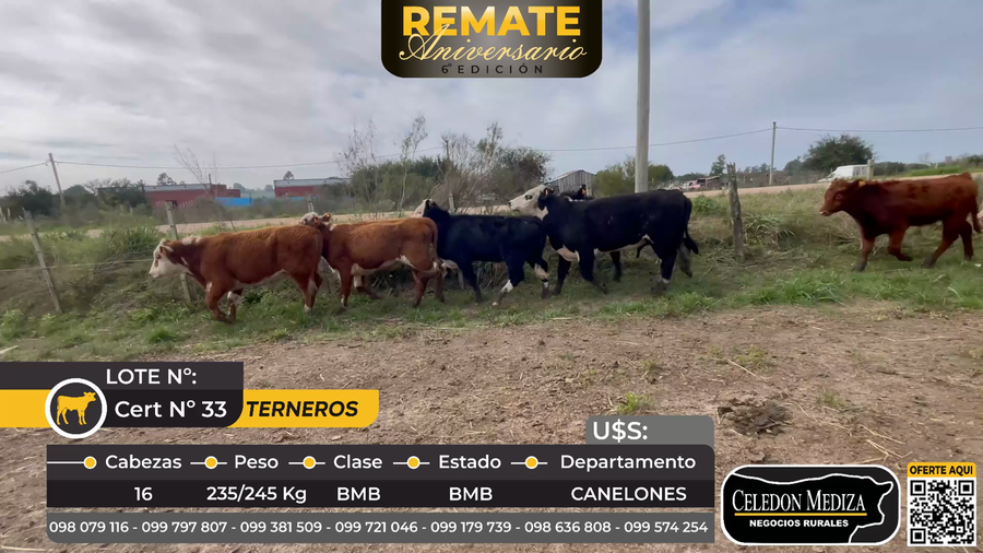 Lote 16 Terneros en Canelones