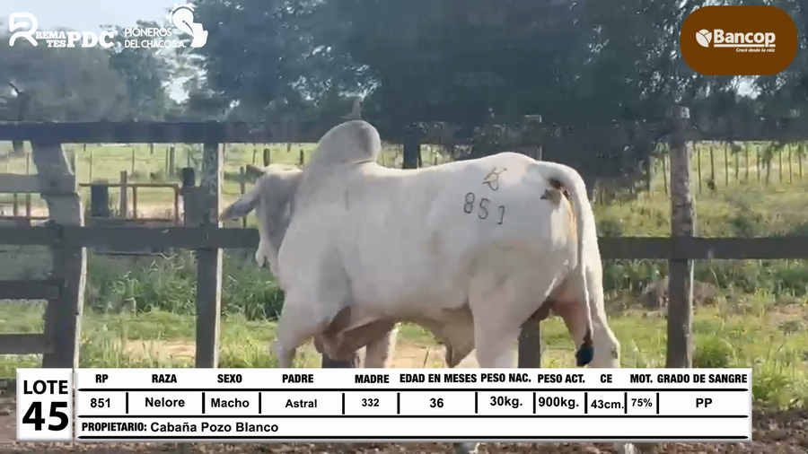 Lote Lote 45