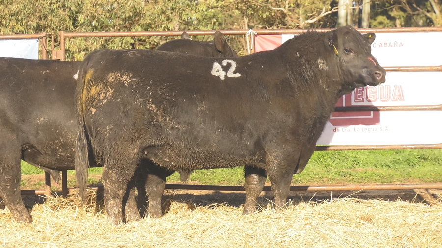 Lote TOROS ANGUS NEGROS  PC