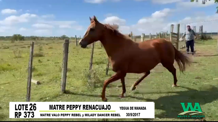 Lote MATRE PEPPY RENACUAJO