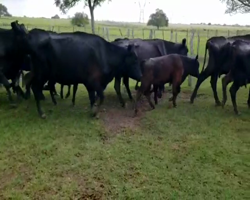 Lote 25 Vacas CUT con cría en Villaguay, Entre Ríos