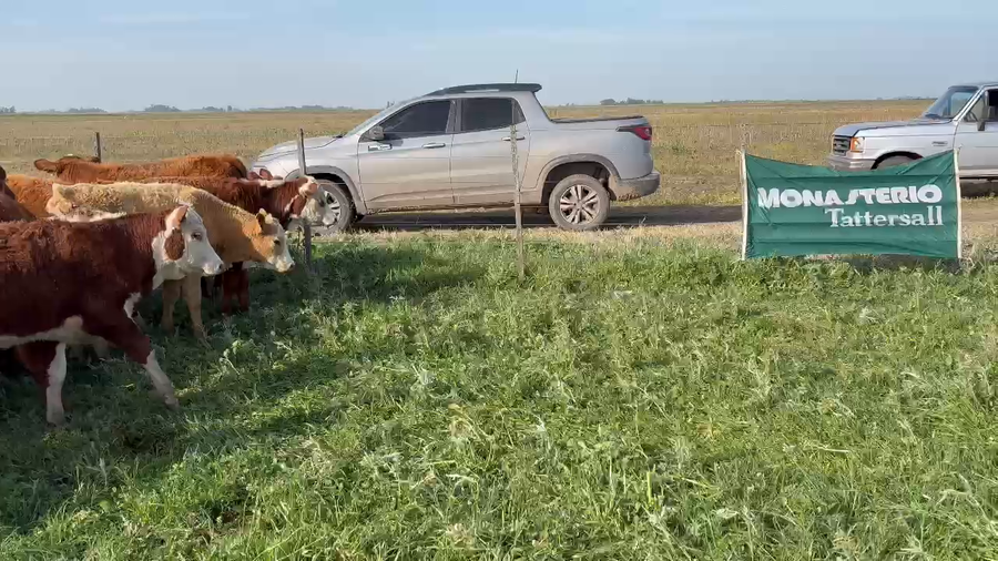 Lote 55 Terneros en BOLIVAR