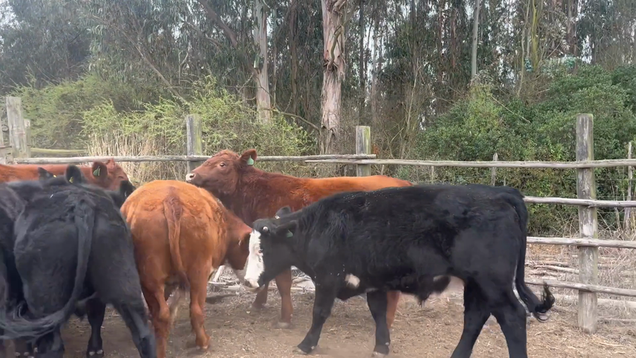 Lote 13 Novillo Engorda en Santo Domingo, V  Región Valparaíso