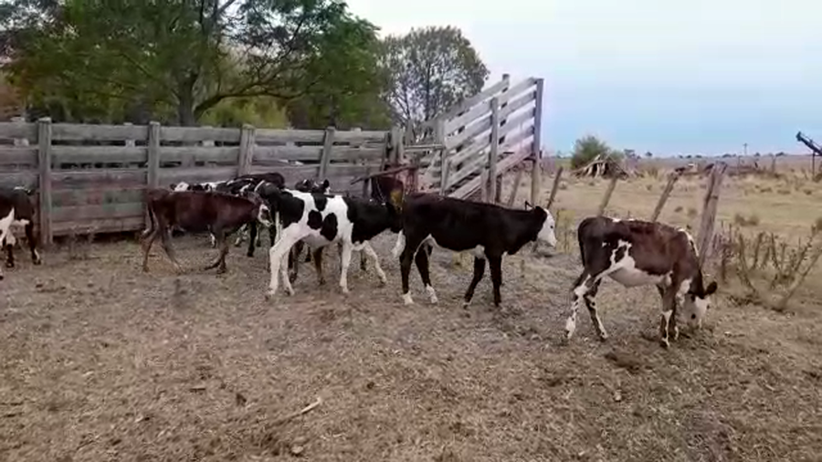 Lote (Vendido)10 Terneros NORMANDO/ CRUZAS a remate en #29 Pantalla Carmelo 110kg -  en COLONIA QUEVEDO