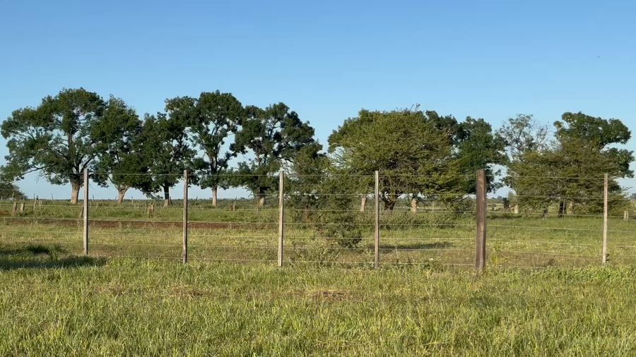 Lote 40 Vaquillonas C/ gtia de preñez