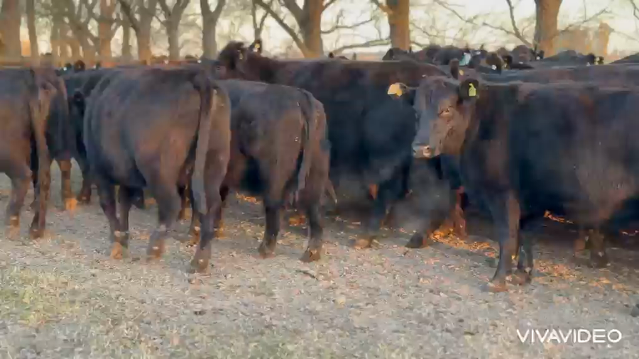 Lote 74 Vacas nuevas Preñadas