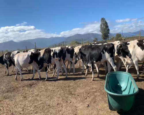 Lote 42 Vaquilla Preñada en Colbún, VII  Región Maule