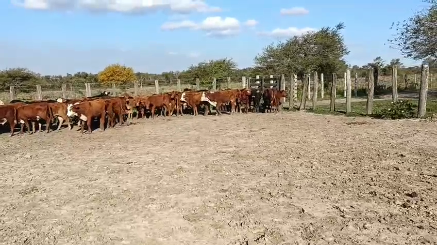 Lote 150 Terneros