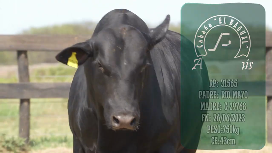 Lote Toro