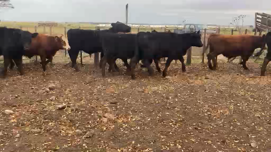 Lote 85 Terneros