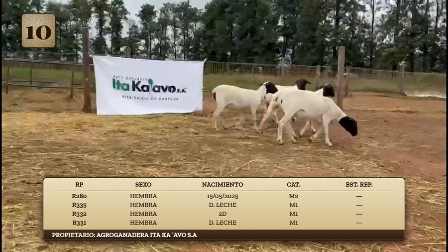 Lote LOTE 10