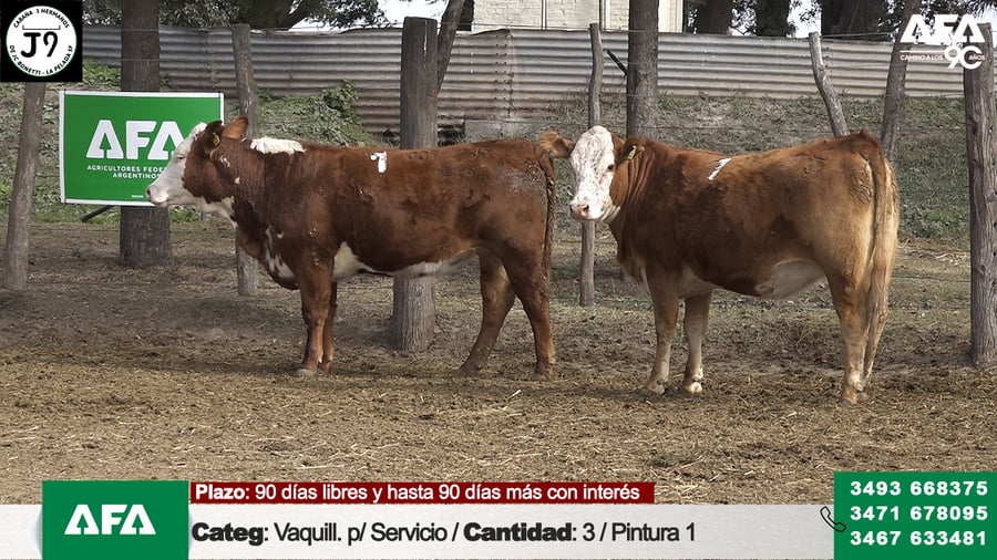 Lote "Cabaña ""3 HERMANOS"" Vaquillona para servicio"