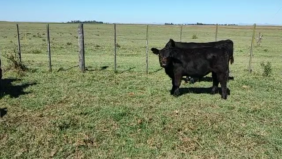 Lote 64 TERNEROS EN CORONEL SUAREZ