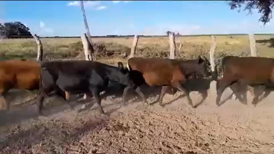 Lote 110 Terneros/as en San Jaime, Entre Ríos