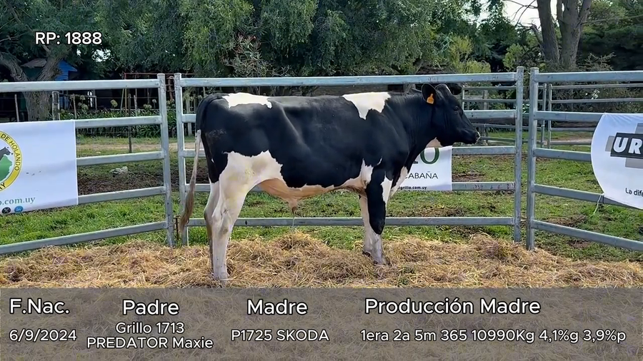 Lote Toros a remate en 5º El Grillo de Gurgitano, Florida