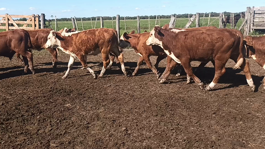 Lote 34 Terneros/as