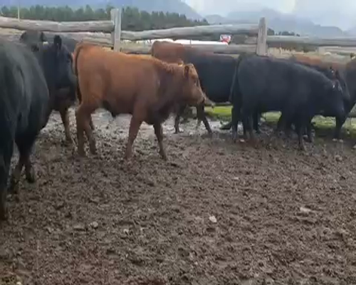 Lote 45 Ternero en XI Región Aysén, Coyhaique