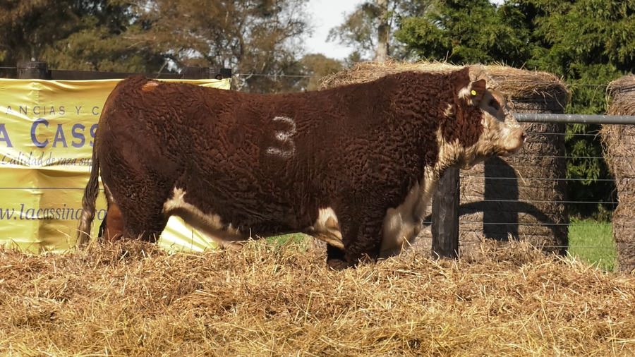 Lote TOROS P. HEREFORD PURO REGISTRADO