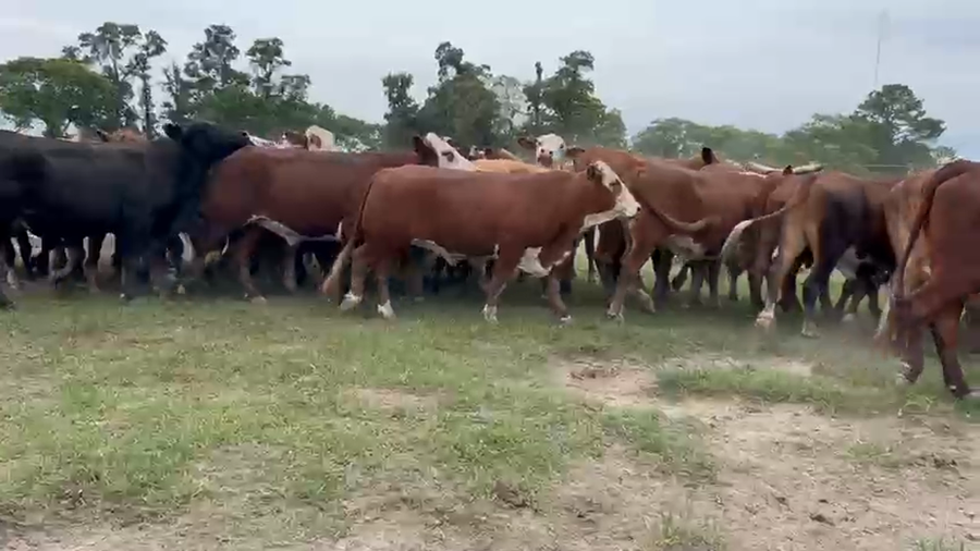 Lote 37 Novillitos/Novillos en Corrientes, Col. C. Pellegrini