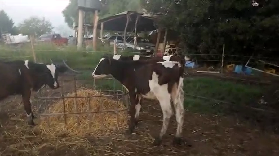 Lote 4 Terneros Holando a remate en Pantalla Camy 100kg -  en Libertad