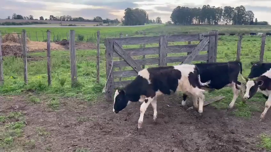 Lote 22 Terneros a remate en Pantalla Camy 100kg - , San José