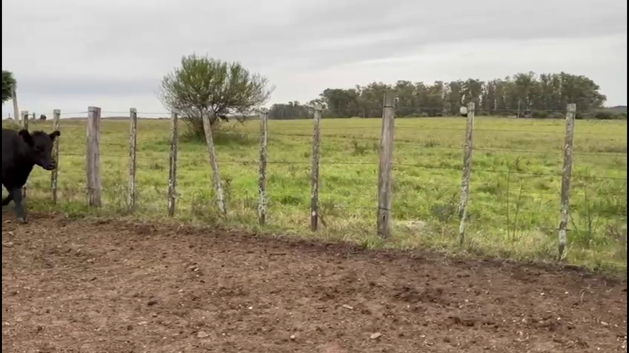 Lote VAQUILLONAS PREÑADAS