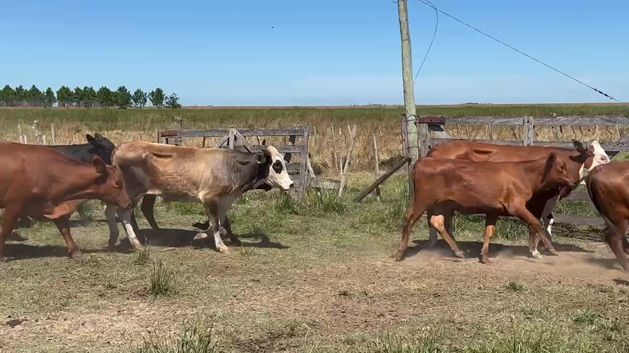 Lote 30 Vaquillonas en Ituzaingó, Corrientes
