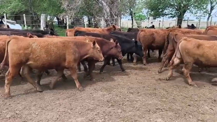 Lote 30 Terneros