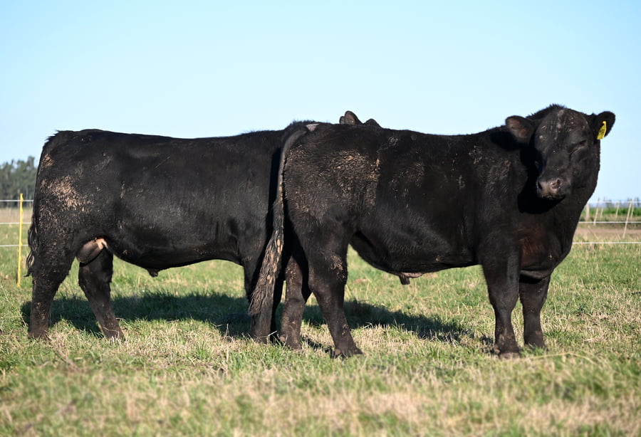 Lote TOROS PUROS CONTROLADOS