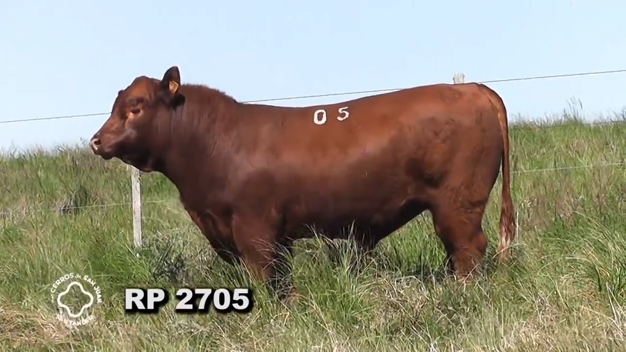 Lote RED ANGUS