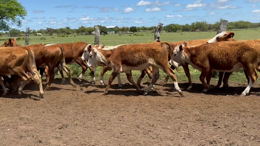 Lote 220 Terneras y Vaquillas en Corrientes, Mercedes