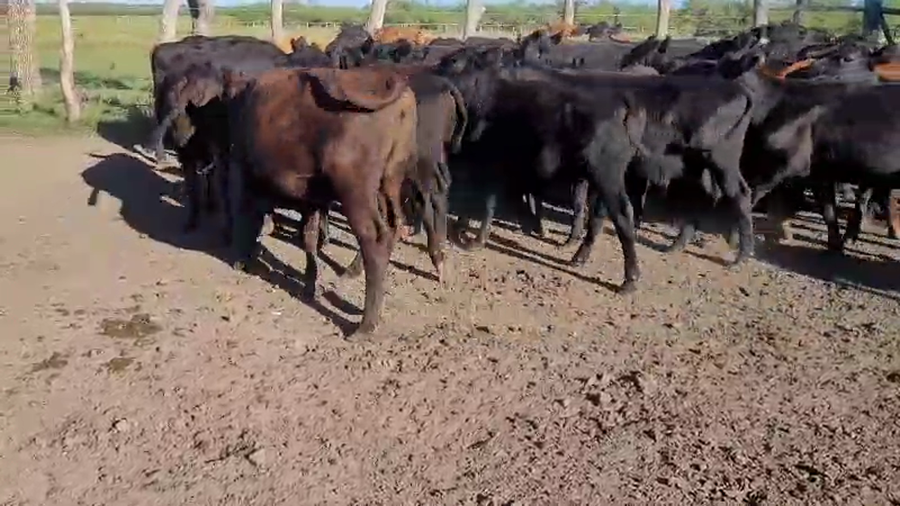 Lote 50 Terneras en Villaguay, Entre Ríos