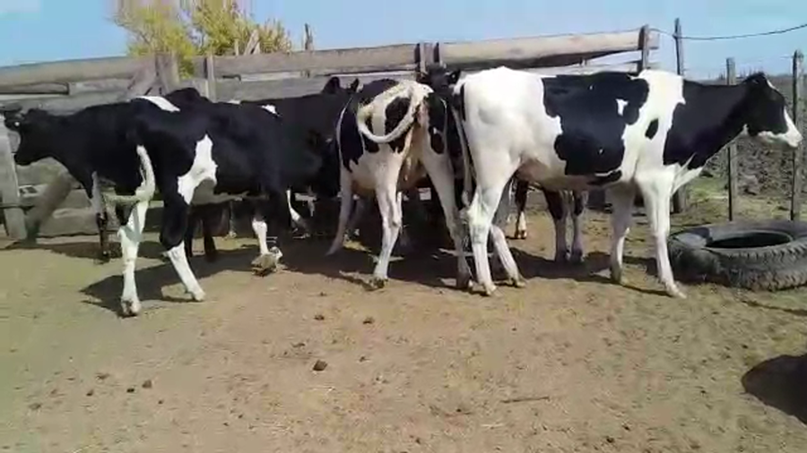 Lote 9 Vaquillonas  Holando a remate en Pantalla Camy en Puntos de Gregorio