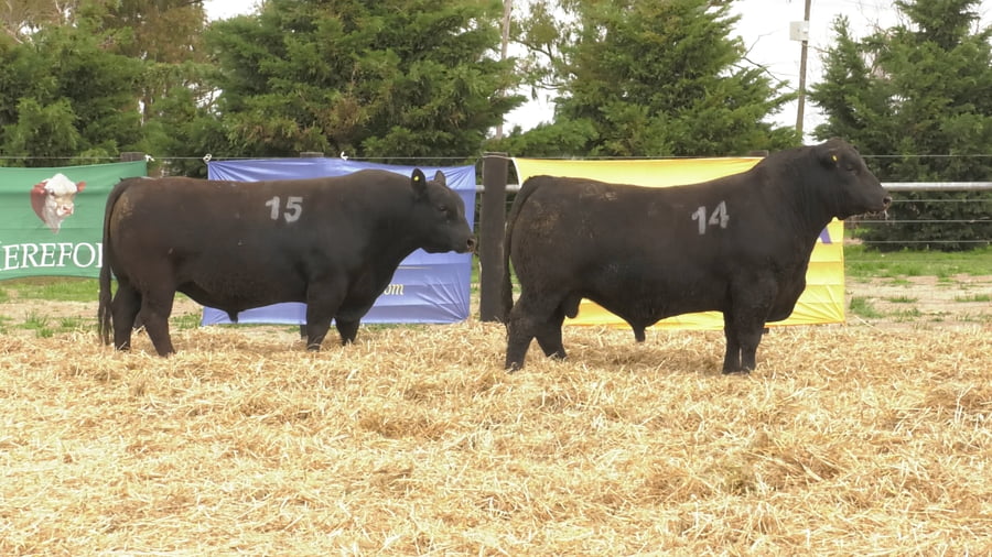 Lote TOROS ANGUS PUROS CONTROLADOS