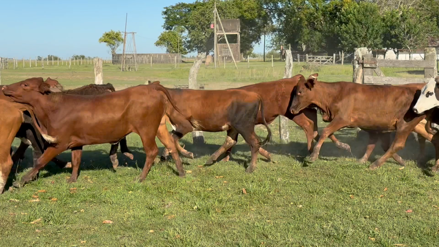 Lote 114 Terneras en Corrientes, Mercedes