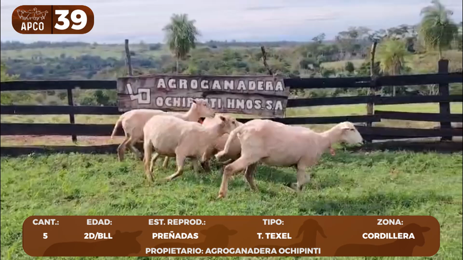 Lote LOTE 39 -POR PANTALLA