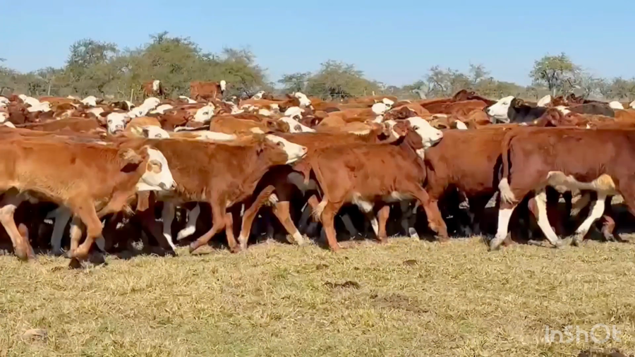 Lote 660 Terneros a término en Corrientes, Mercedes