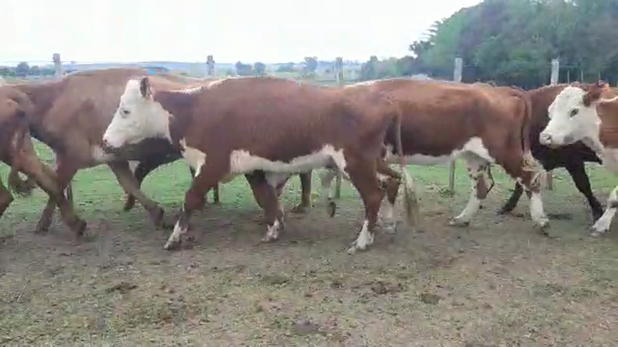 Lote 20 vacas Hereford y cruzas
